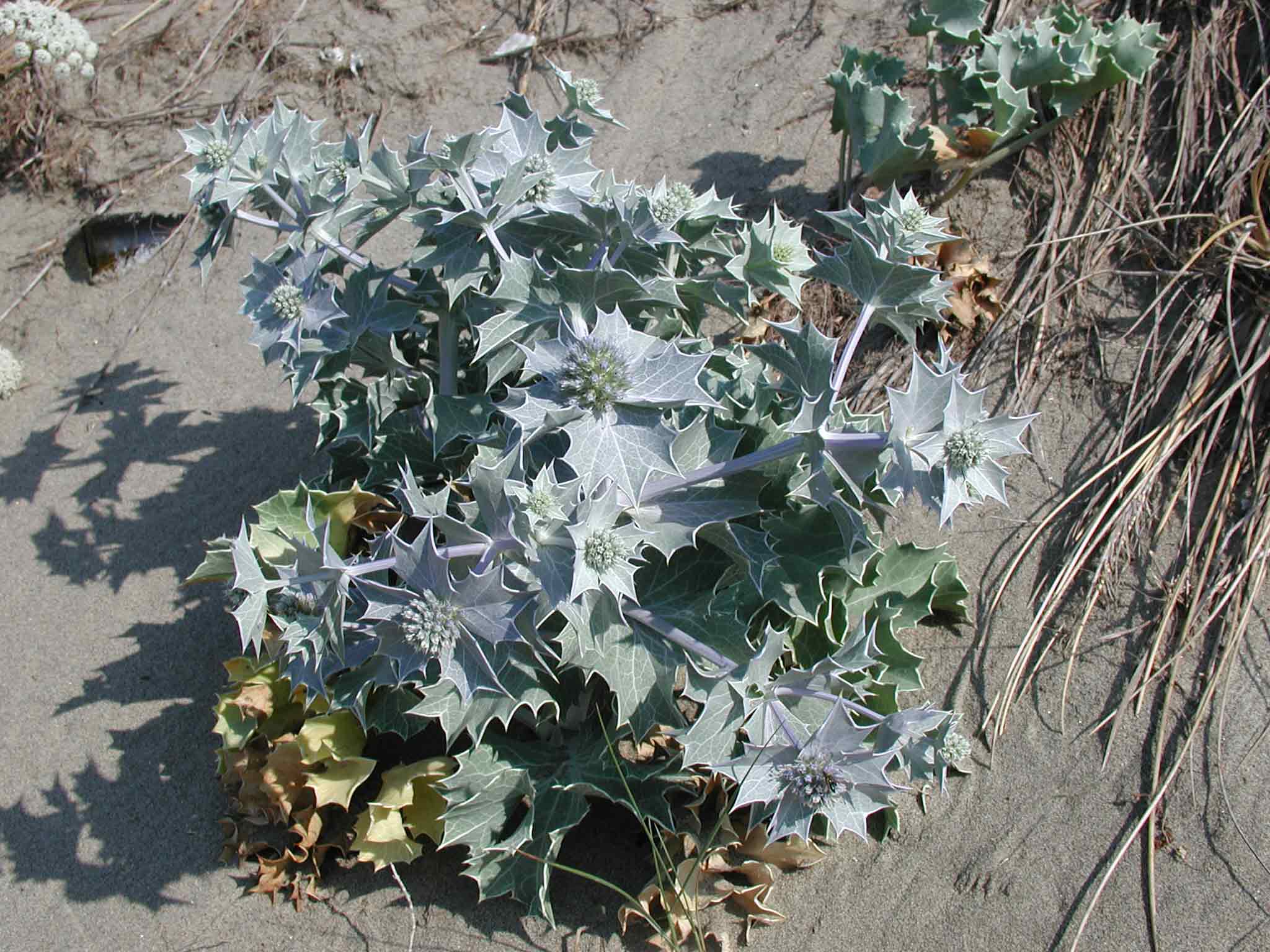 Macchia med. Eryngium maritimum